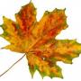 fall leaf